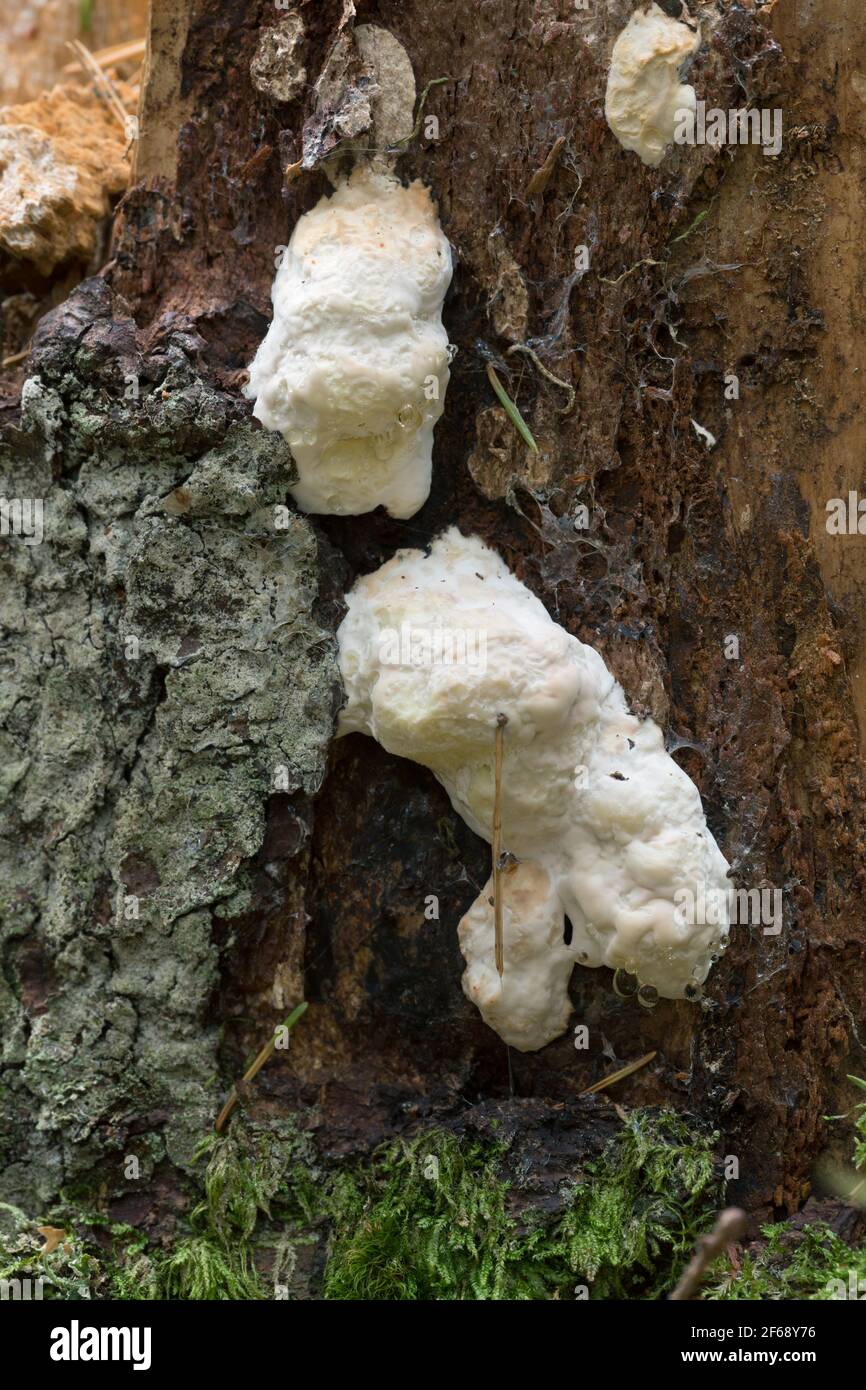 Closeup of fungi growing on coniferous wood Stock Photo