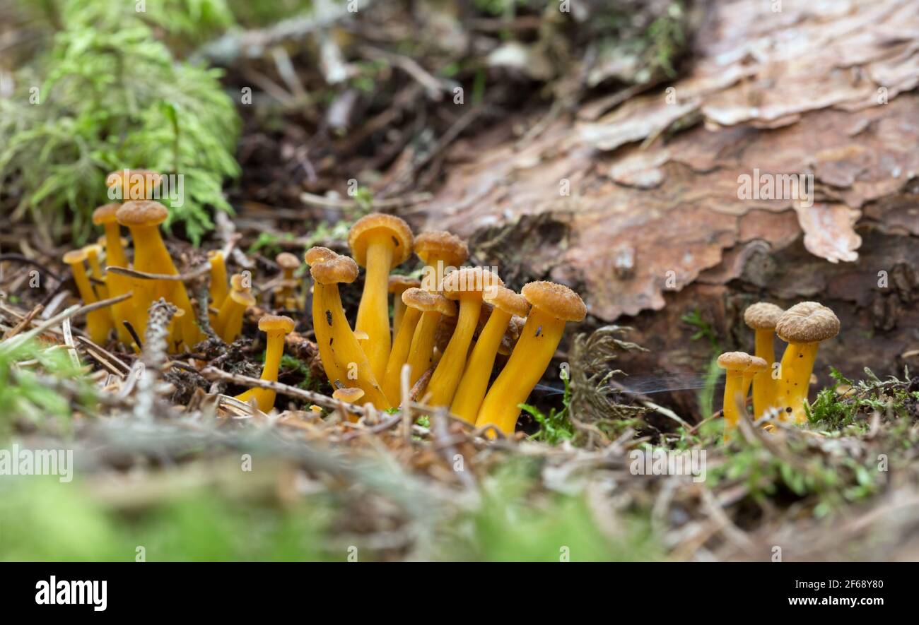 Young funnel chanterelle or Yellowfoot, Craterellus tubaeformis growing