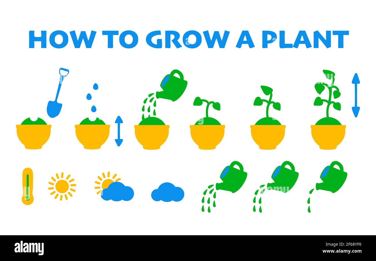 Step by step instructions on how to grow a potted plant. Vector flat icons of growing seedlings or flowers from seeds. Gardening and greenhouse. Stock Vector