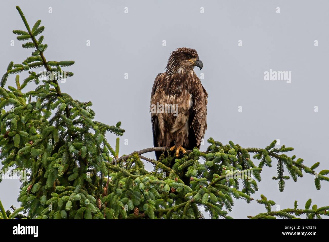 Bald Eagle at Vancouver Island Stock Photo Alamy