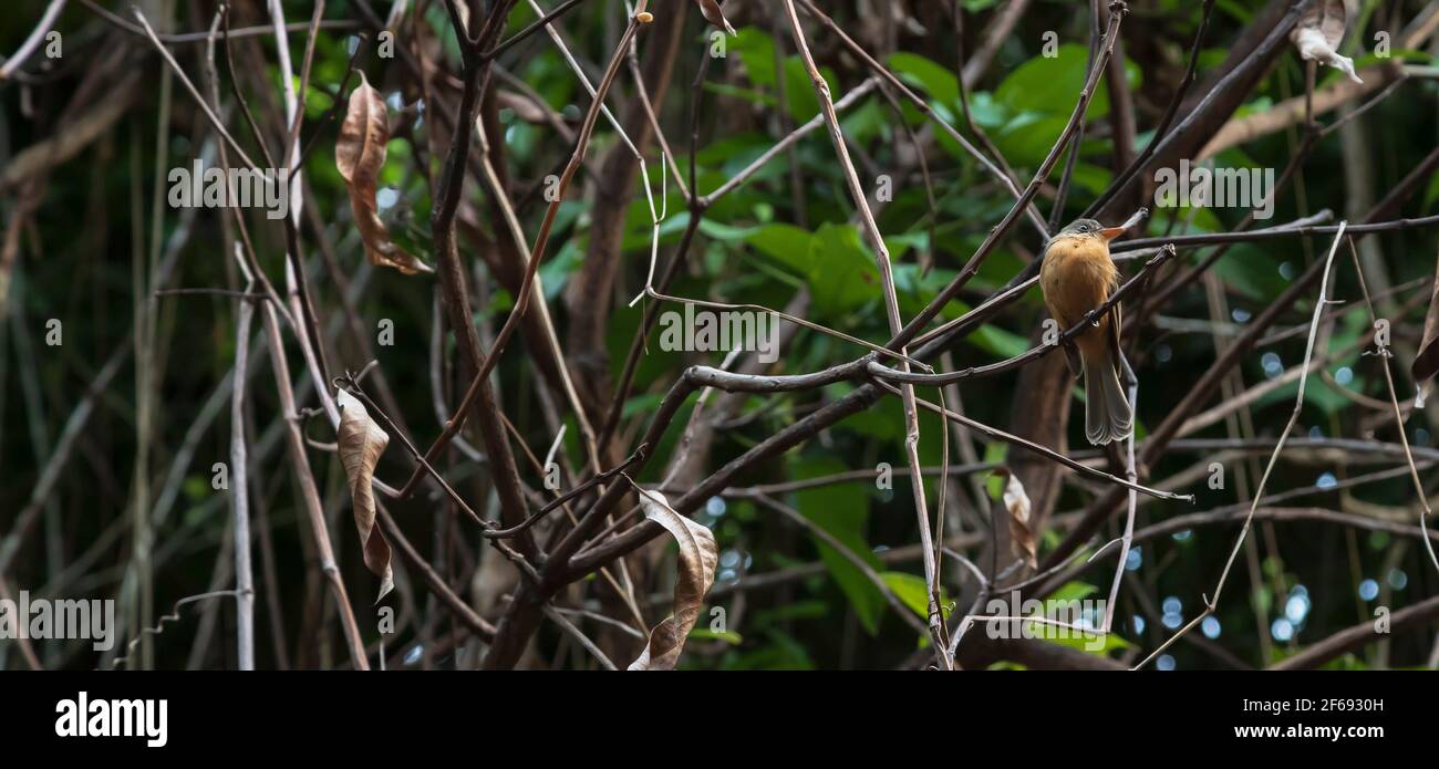 Saint Lucian pewee on a tried out branch Stock Photo