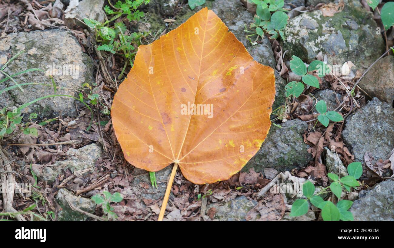 Browning leaf on stones on the ground Stock Photo