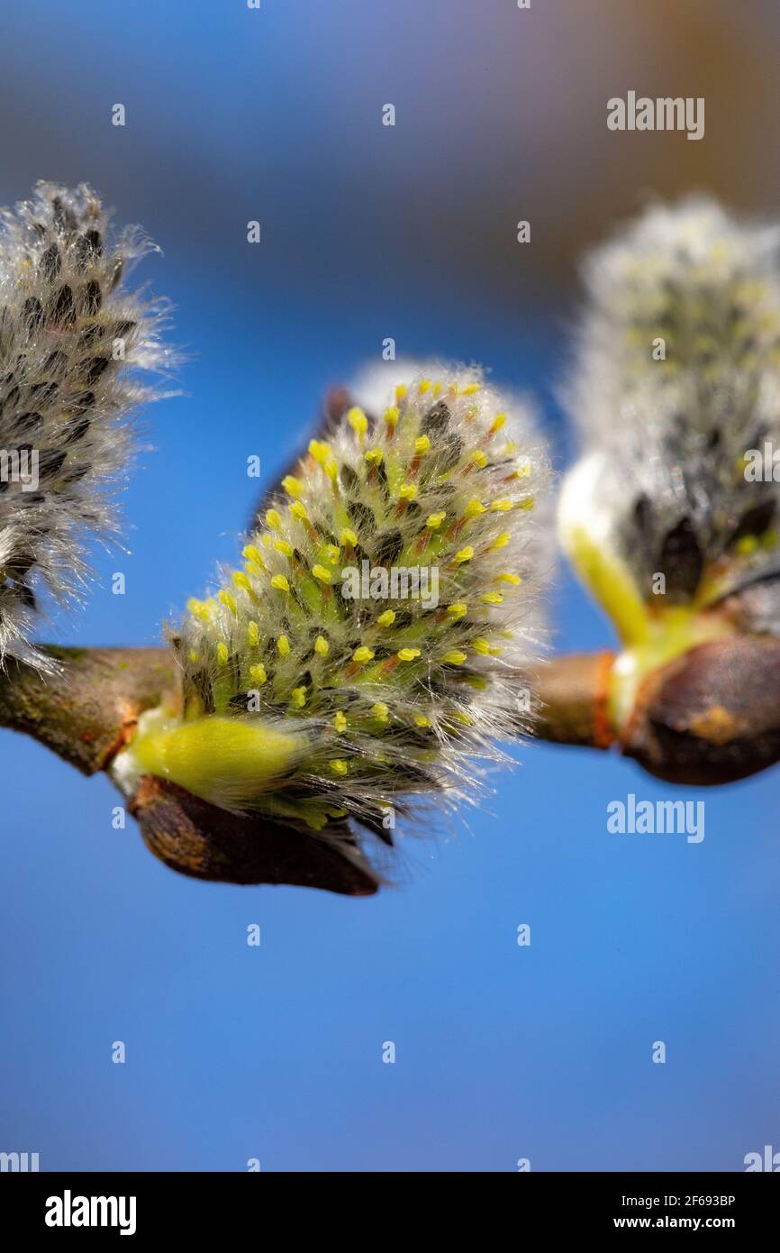 Female flowers of Salix caprea Stock Photo Alamy
