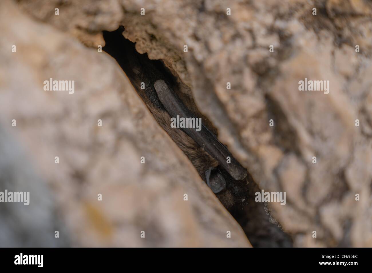 A little bat hiding in a rock crevice Stock Photo