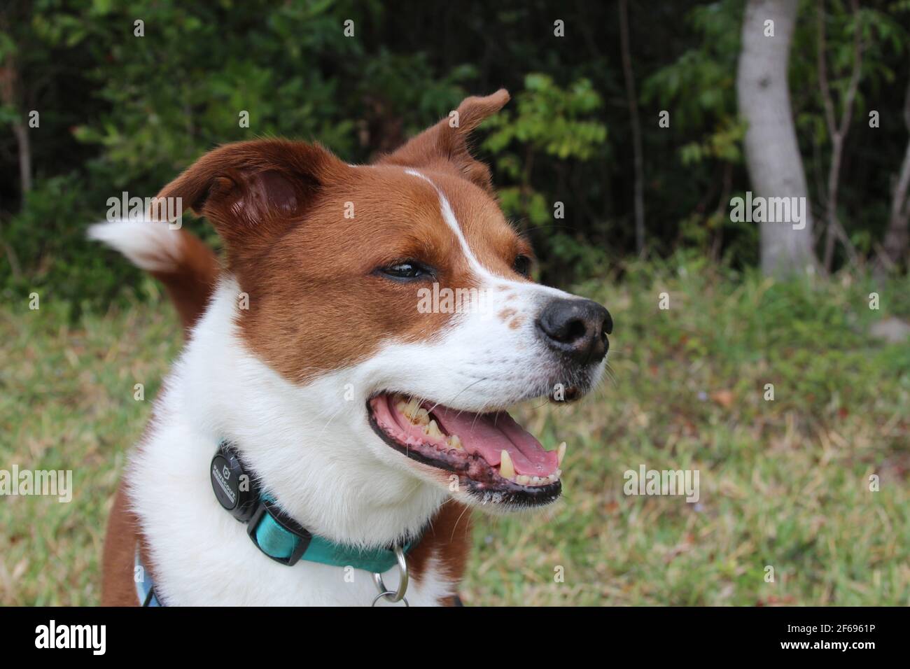 Dog close up shots outside Stock Photo