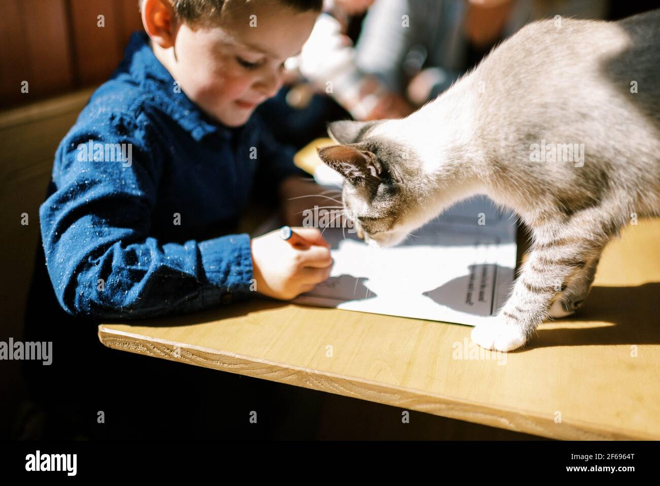 Little boy and his cat doing homework together at table in sunshine Stock Photo
