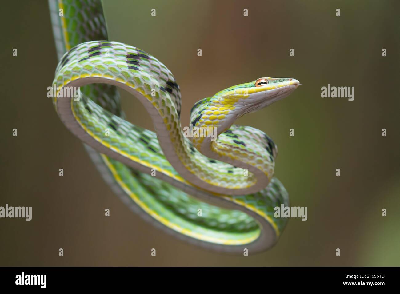 Close up photo of Asian vine snake on the tree branch Stock Photo