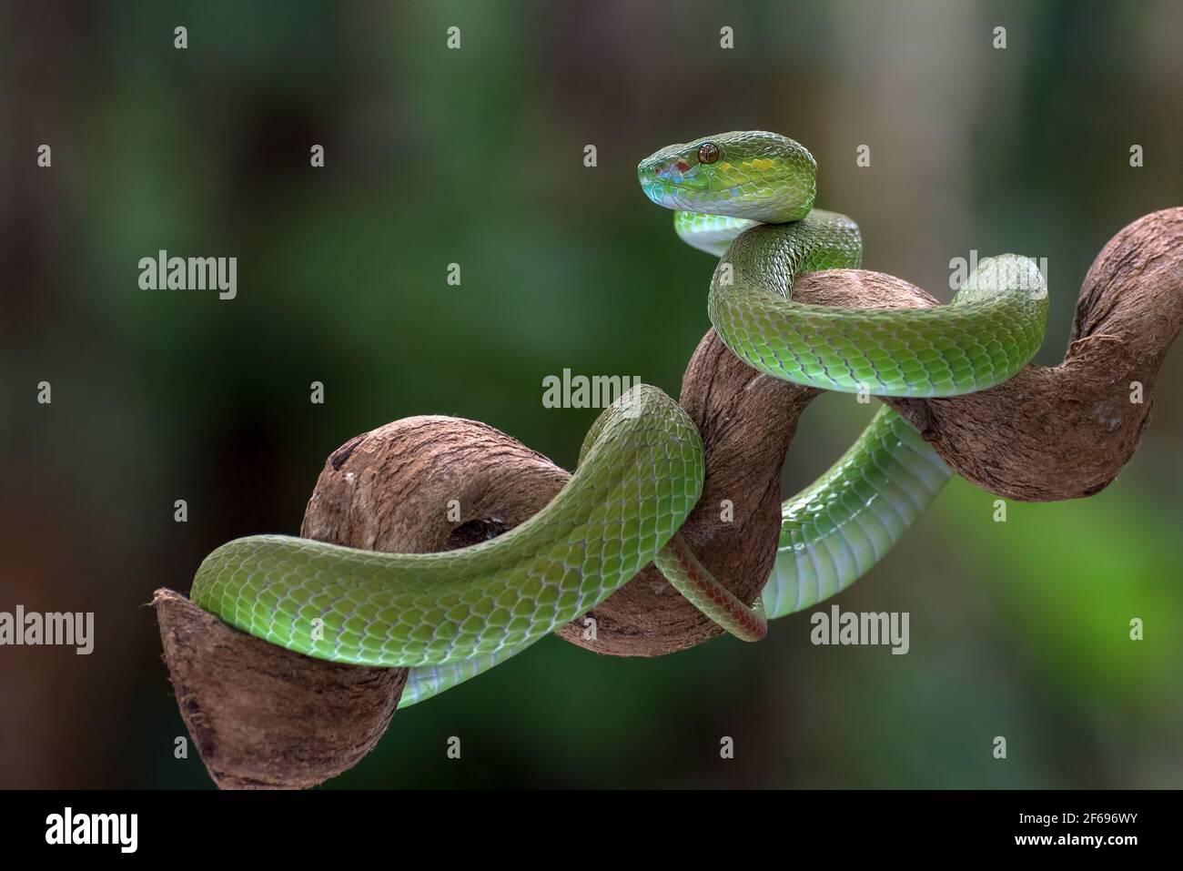 Can Carry a Square Three-in-one Data Cable Blue Pit Viper from Indonesia Can Carry a Square Three-in-one Data Cable Blue Pit Viper from Indonesia