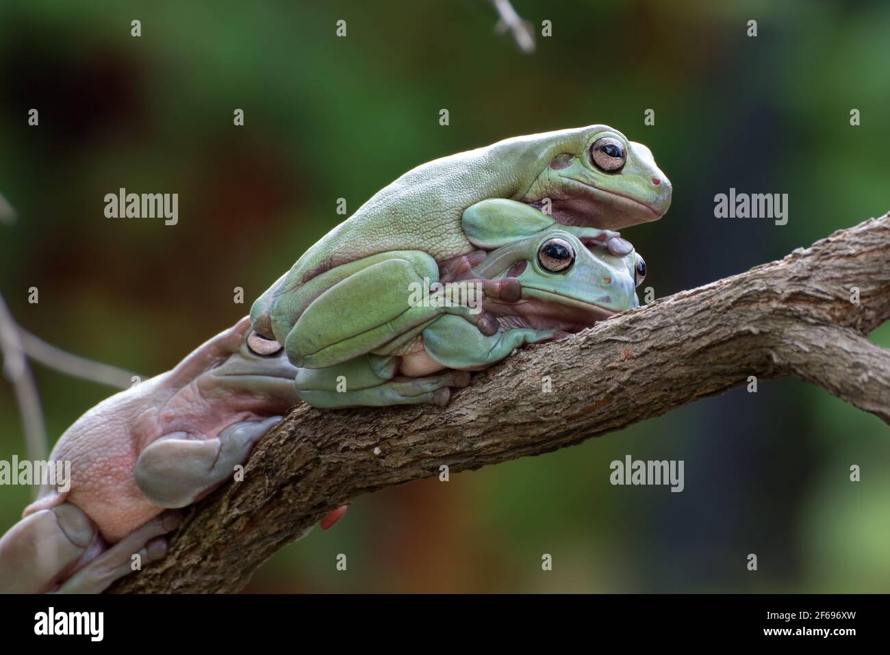 Australian white tree frogs on a tree branch Stock Photo