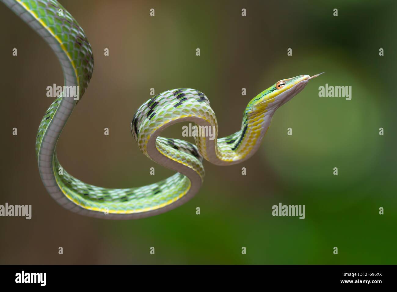 Close up photo of Asian vine snake on the tree branch Stock Photo - Alamy