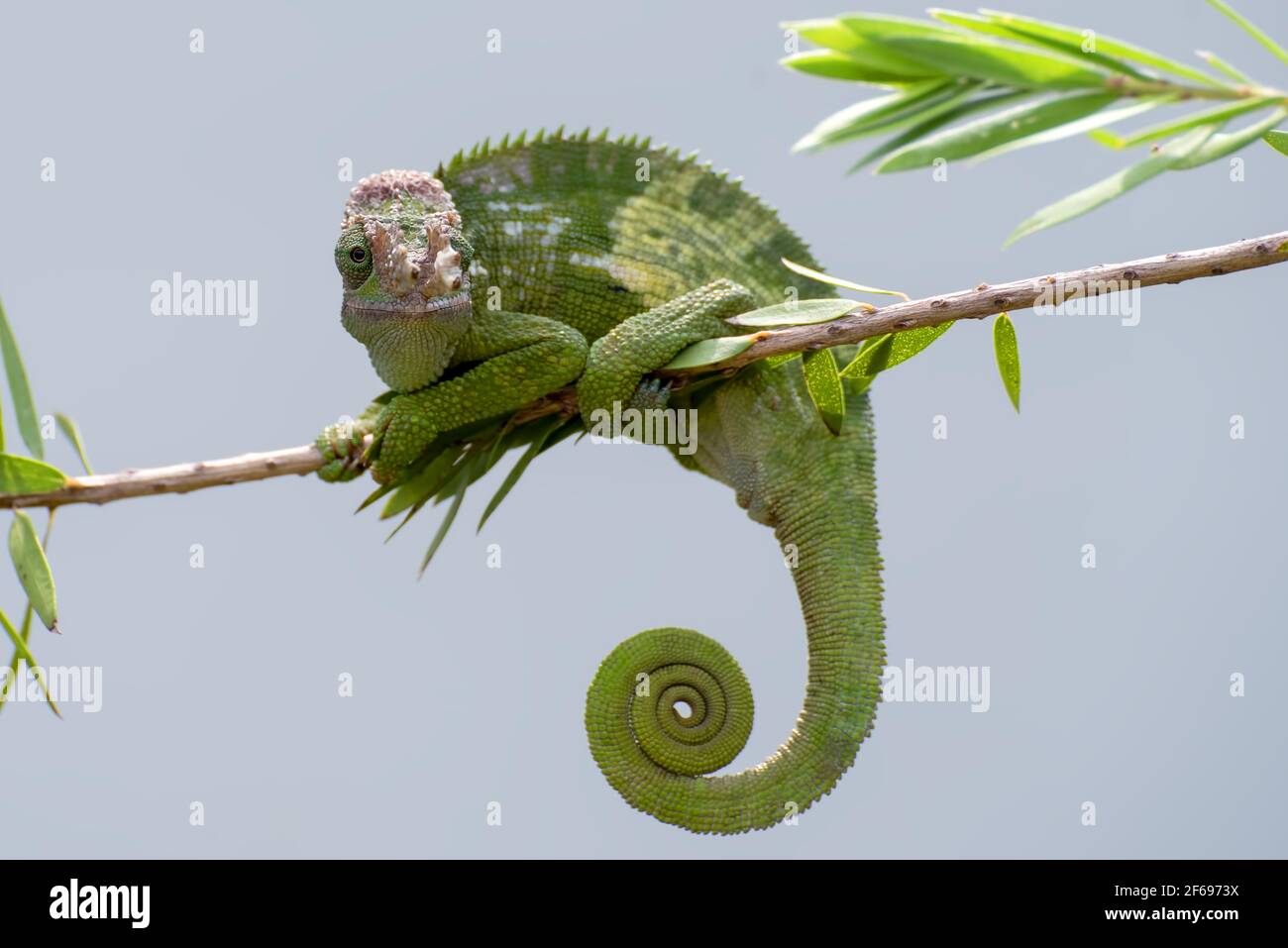 Reptile chameleon hanging hi-res stock photography and ...