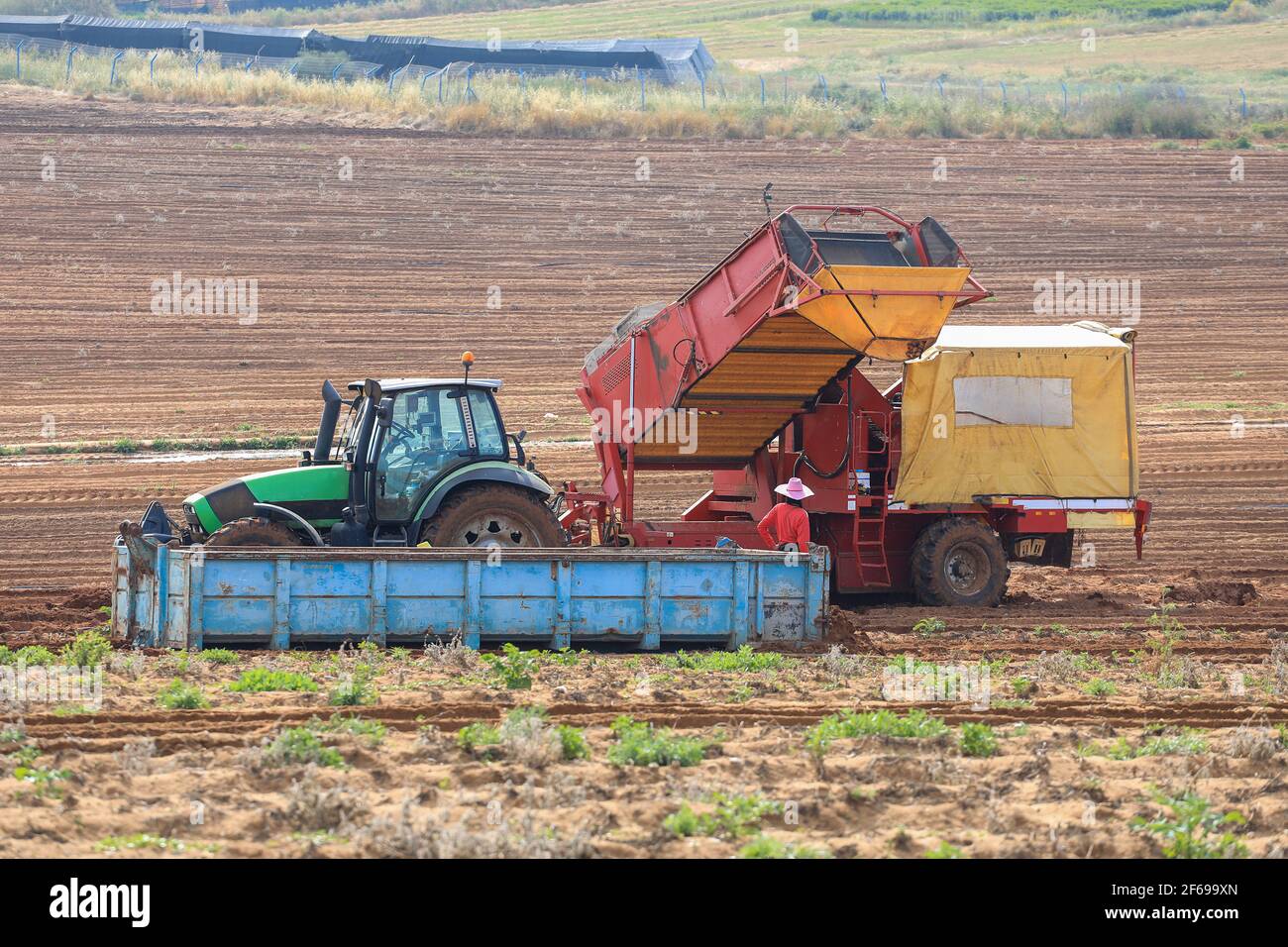 Tractor with a trailer, unload potatoes into a large container. Stock Photo