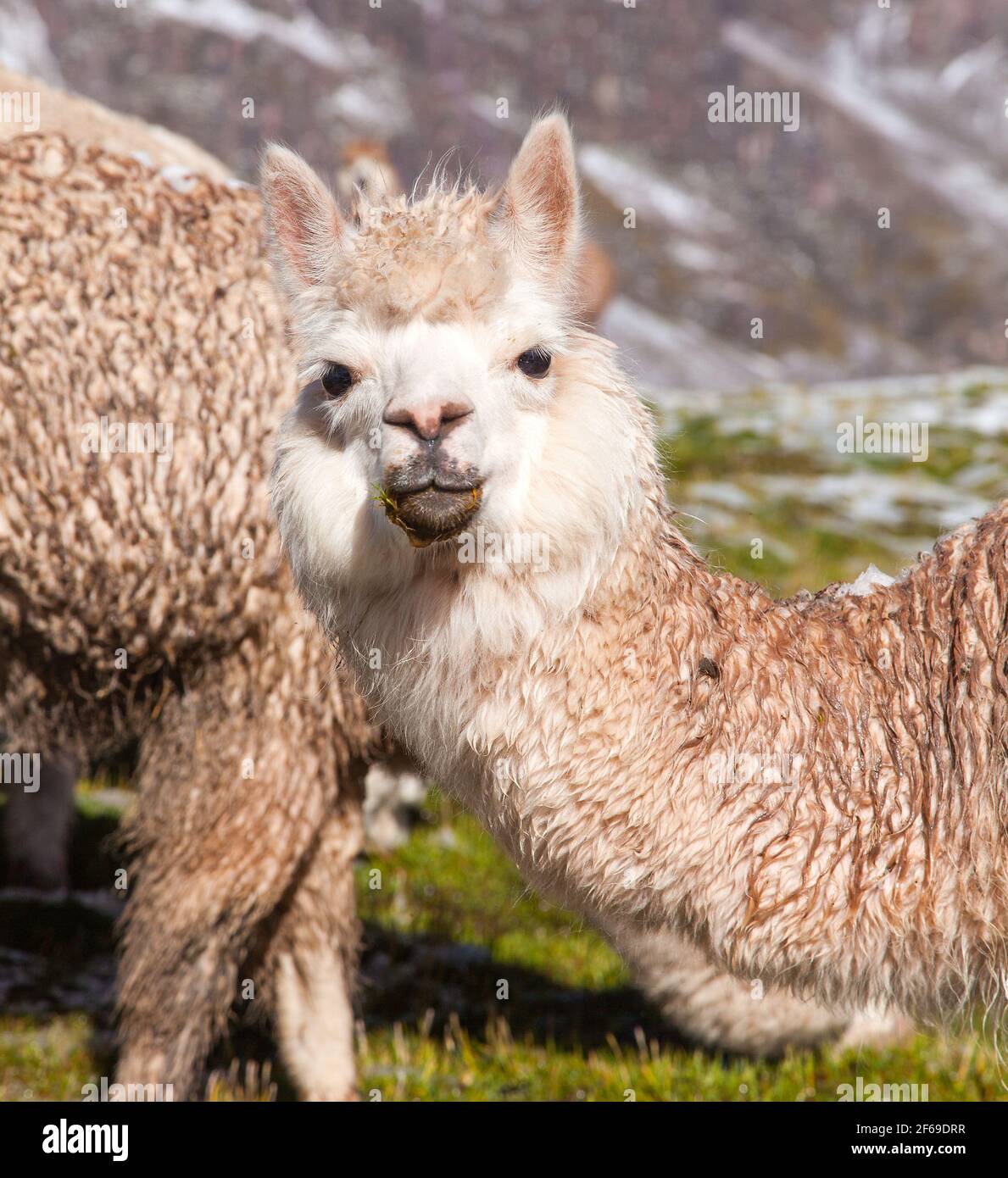 Llama animal hi-res stock photography and images - Alamy