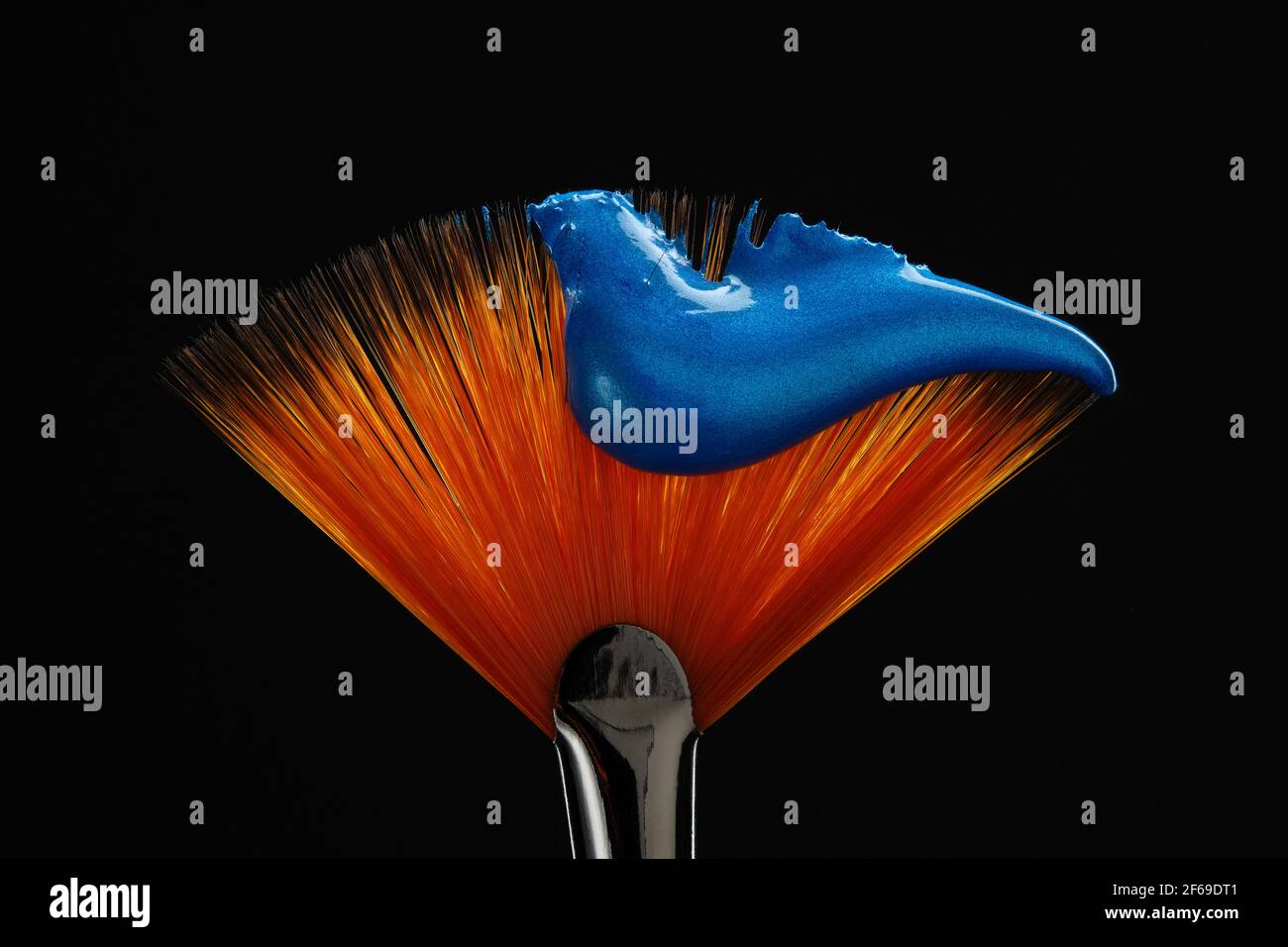 Fan shaped paintbrush with paint in blue color at the tip. Artistic flat fan shaped paintbrush against a black background closeup. Stock Photo