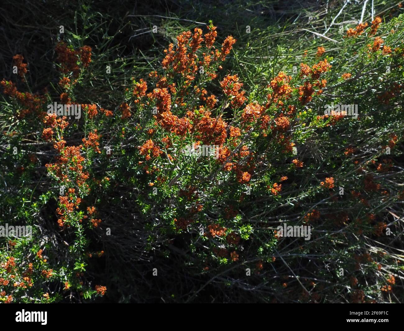 Erica manipuliflora found on Greek mountain path in February Stock Photo