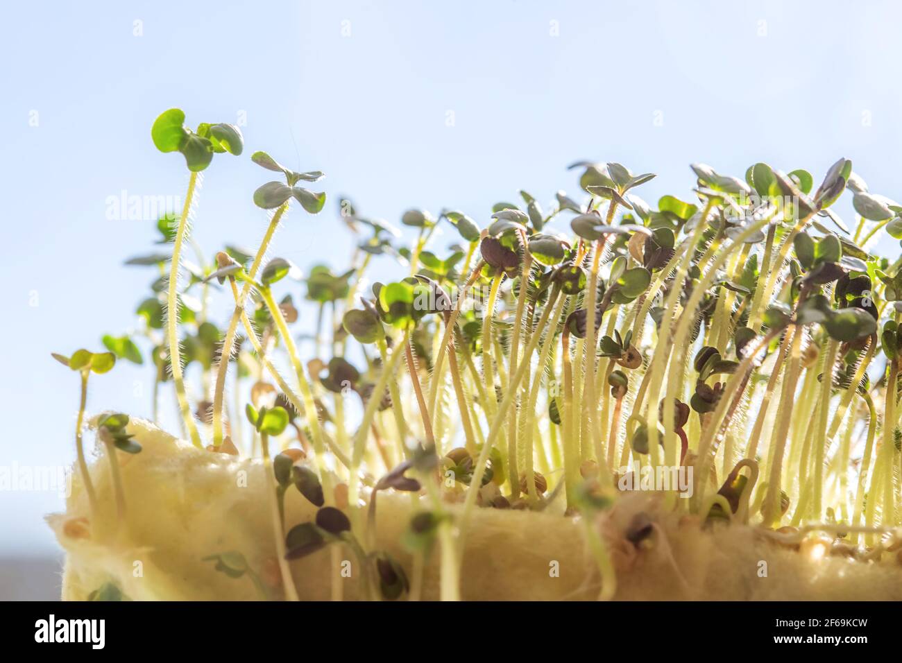 Young green white mustard sprouts close up macro shot on windowsill in the light of sunset. Selective focus. Stock Photo