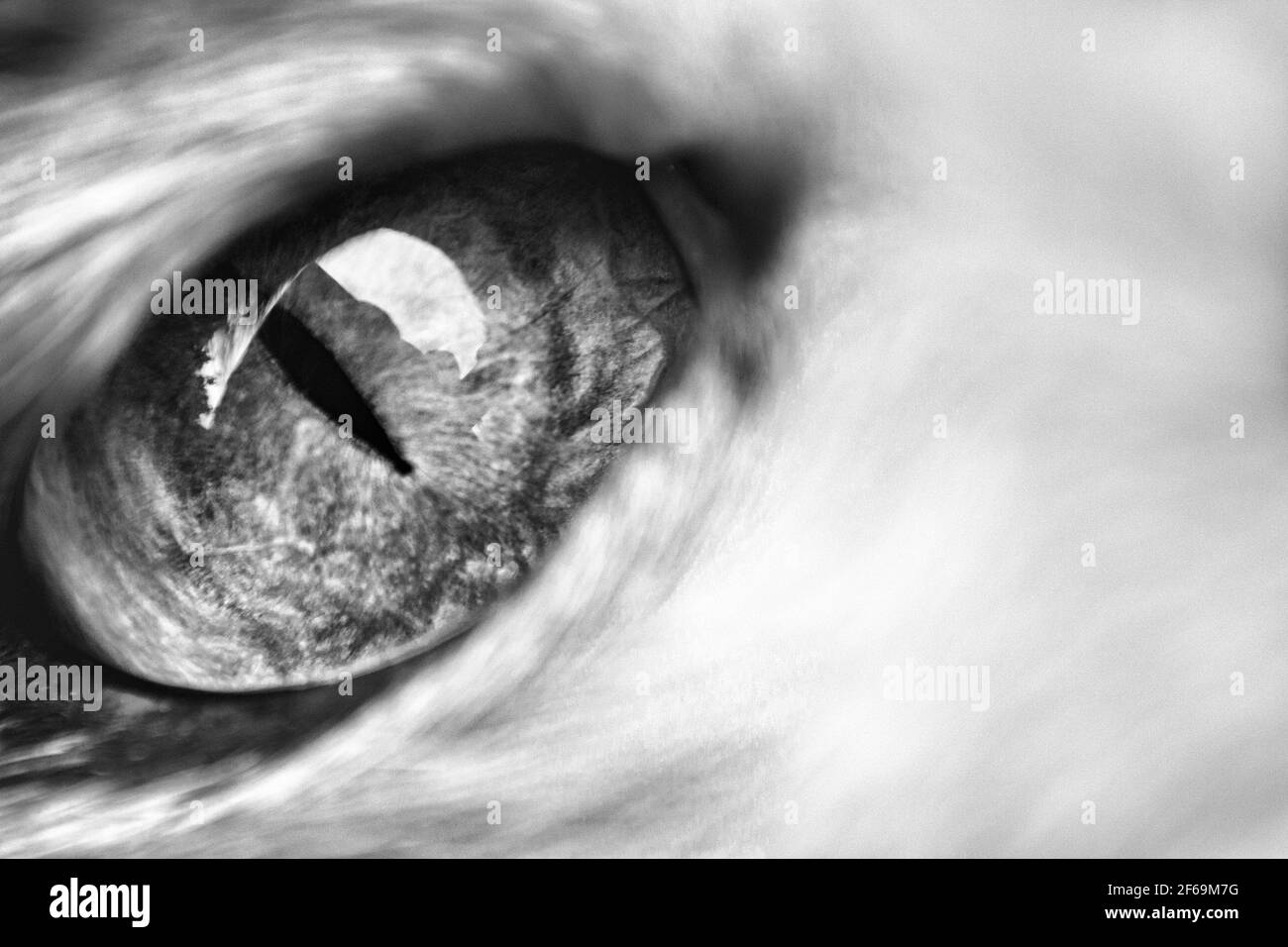 Macro shot of the eye of a calico cat (Felis catus) Stock Photo