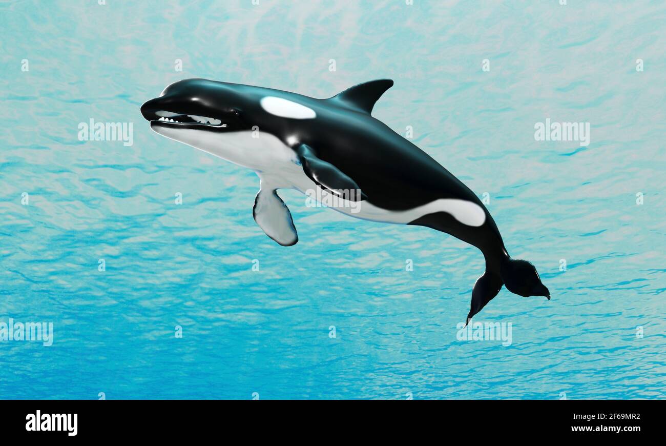 Orca whale close to the surface Stock Photo