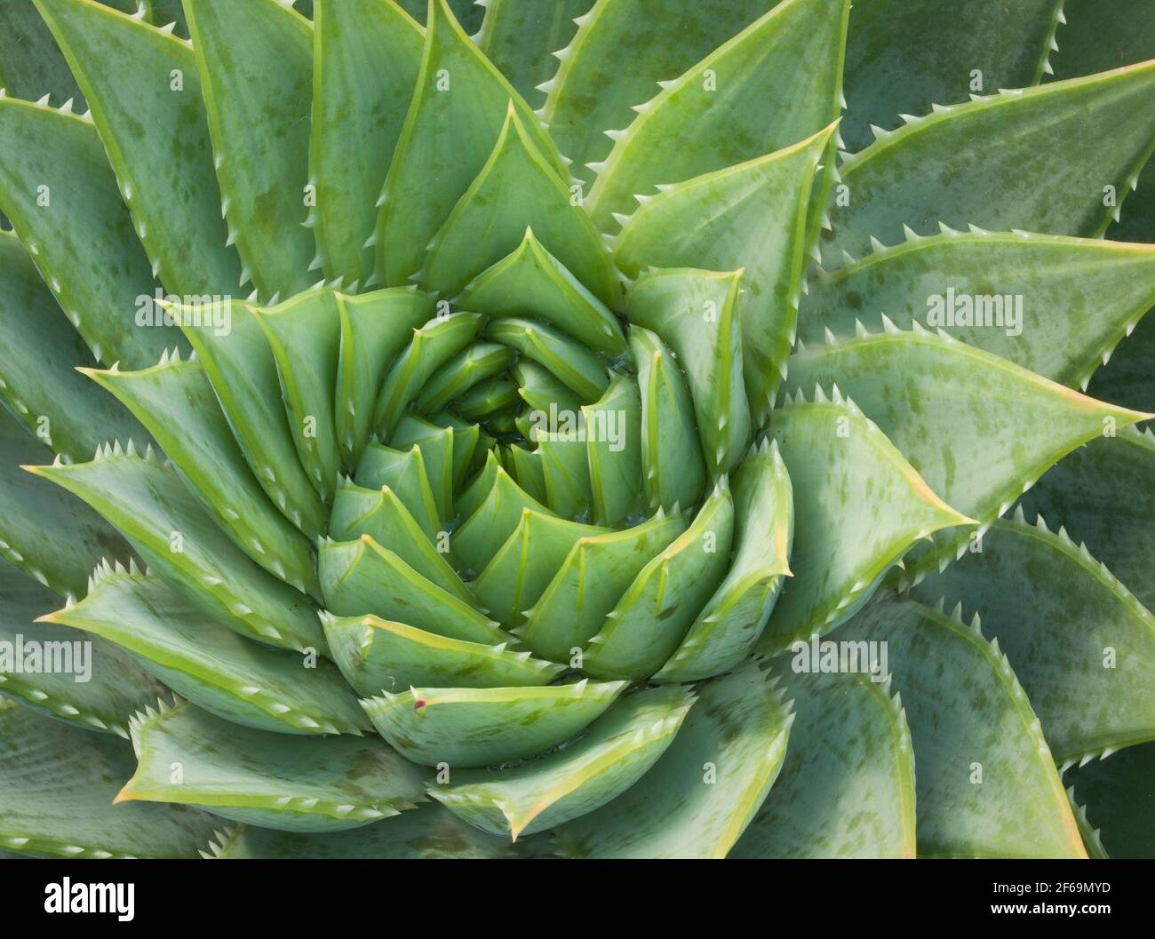 Spiral design in a succulent plant Stock Photo - Alamy