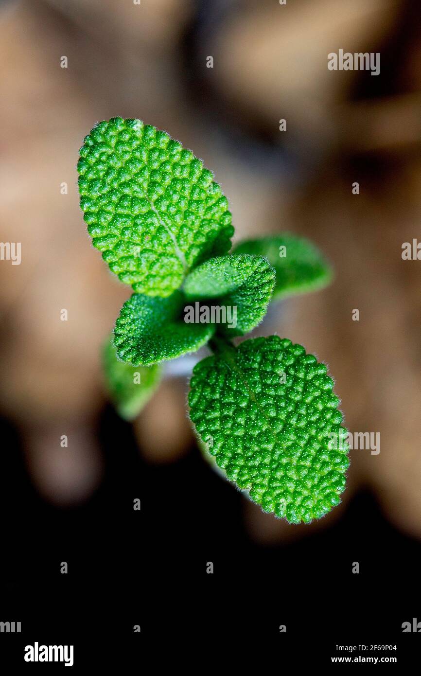 A young mint plant growing in the garden pictured from above with the