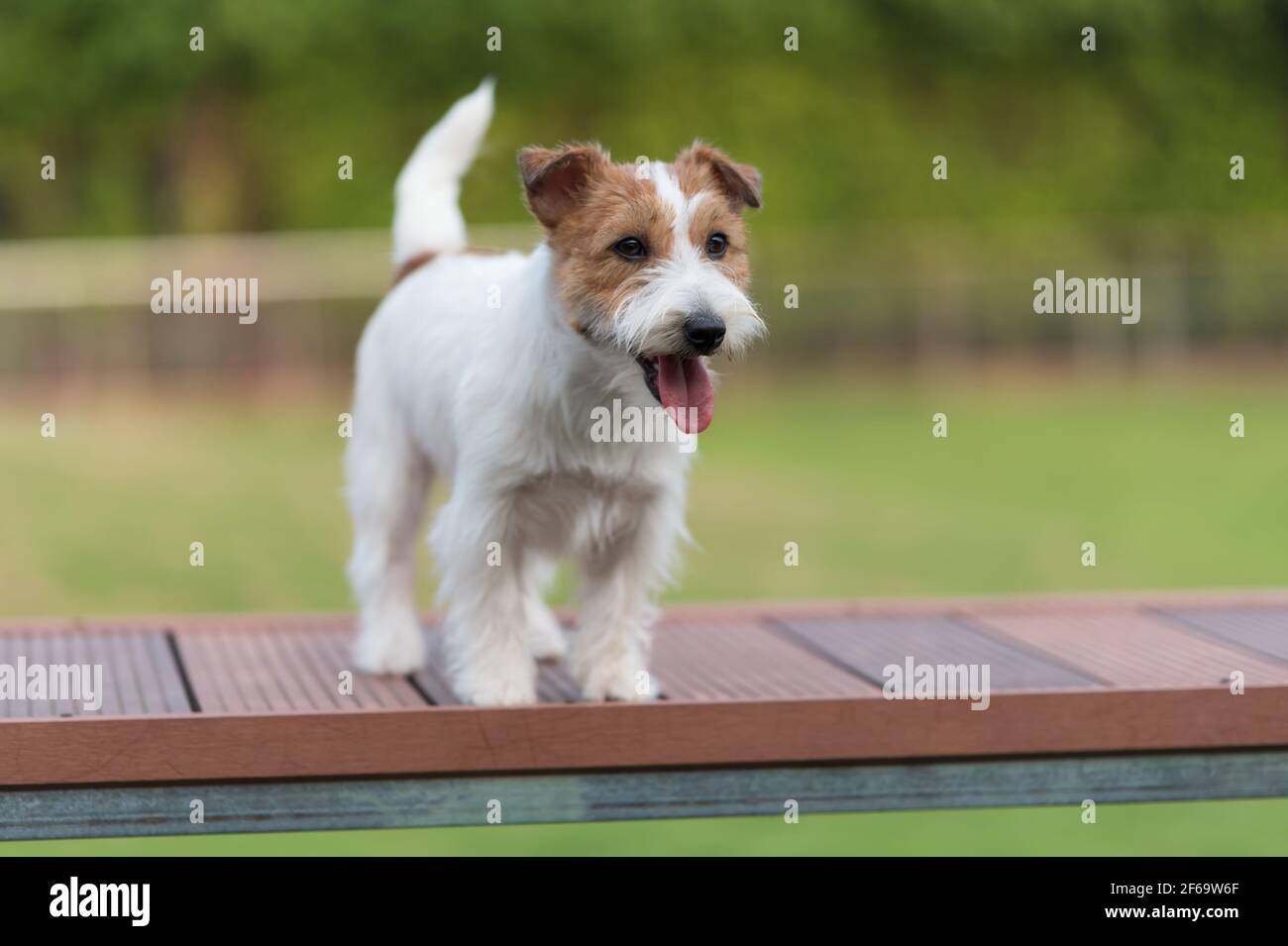 Cute Jack Russell Terrier, outdoor shot Stock Photo