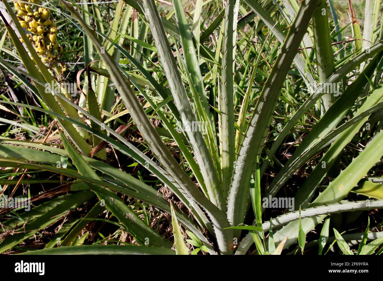 conde, bahia / brazil - june 14,2013: bromelia macambira, plant that pusssui espeinho is seen in the city of Conde. *** Local Caption ***  . Stock Photo