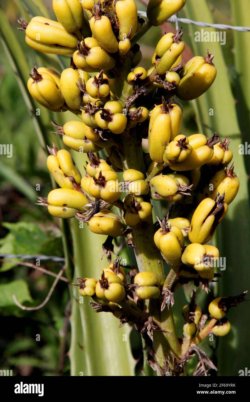 conde, bahia / brazil - june 14,2013: fruit of bromelia macambira, a plant that pusssui espeinho is seen in the city of Conde. *** Local Caption *** Stock Photo