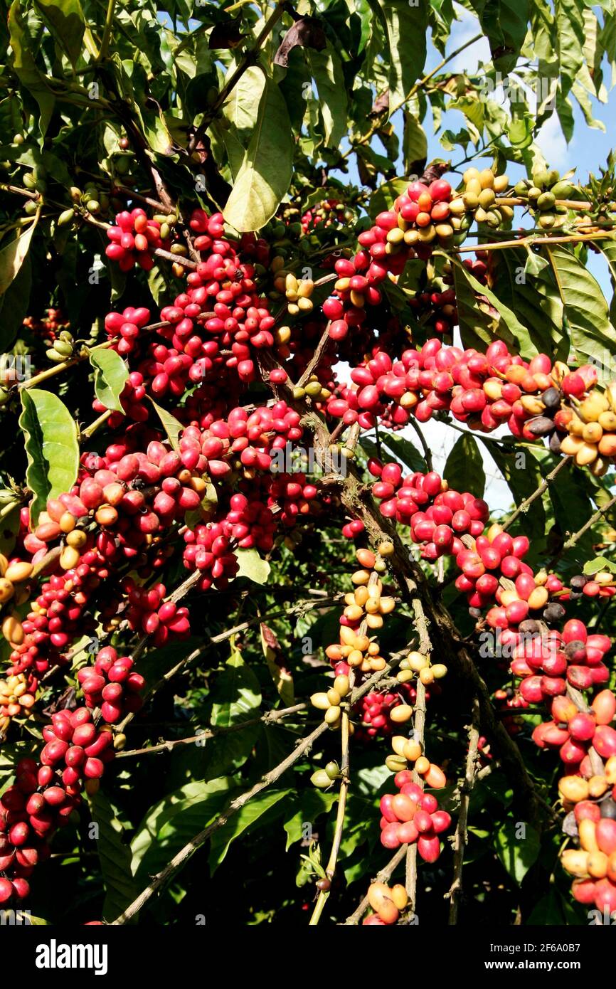 guaratinga, bahia, brazil - march 15, 2023: Conilon coffee