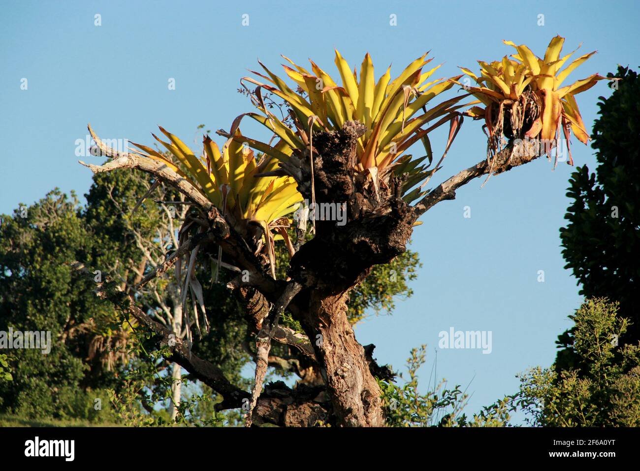 conde, bahia / brazil - september 15, 2012: bromelia is seen in the countryside of the city of Conde.  *** Local Caption ***   . Stock Photo