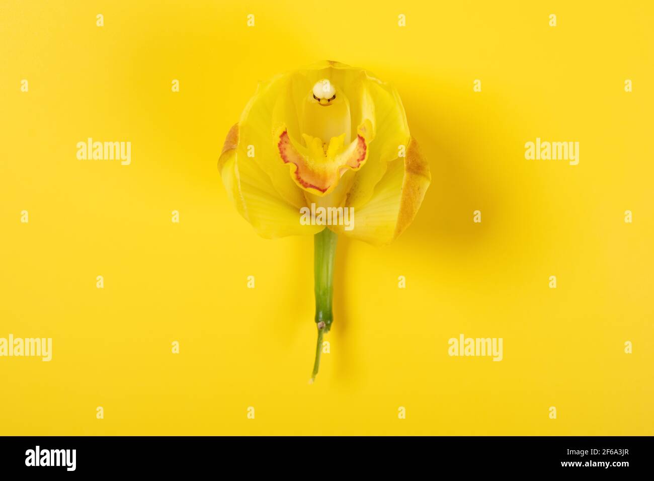 fresh Cymbidium sp flower on a yellow background Stock Photo