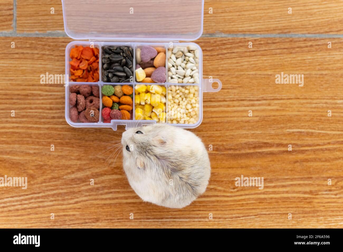 hamster food storage