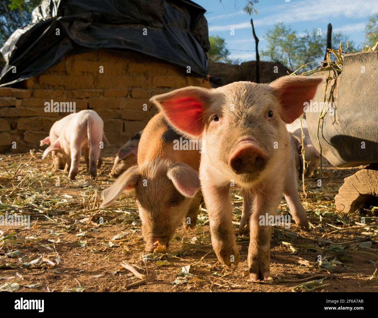 Little piggy with a curious look Stock Photo