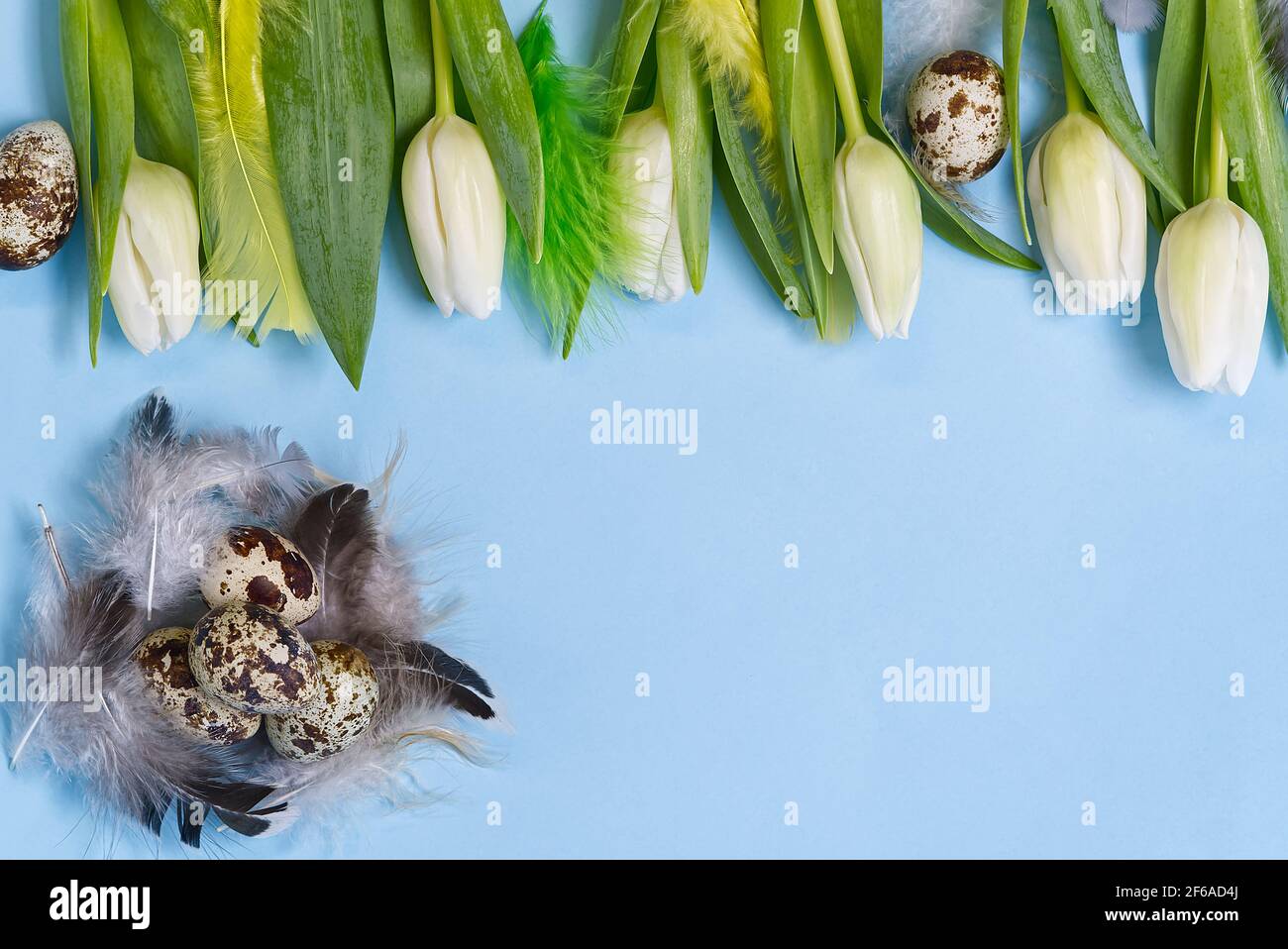 Easter background with quail eggs and white tulips. Stock Photo