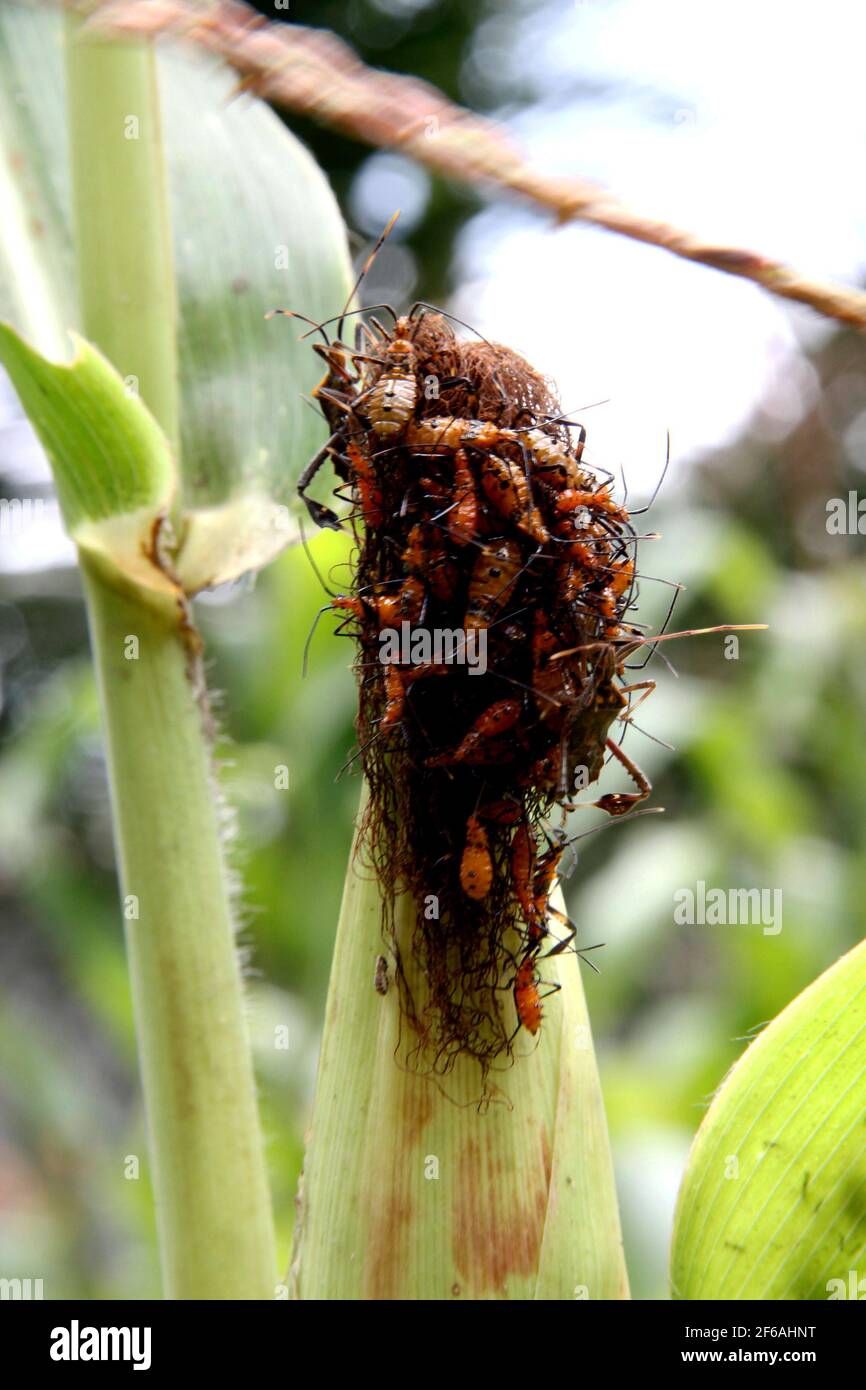 Especially Insect Worn conde, bahia / brazil - october 6, 2013: corn plantation infested with ...