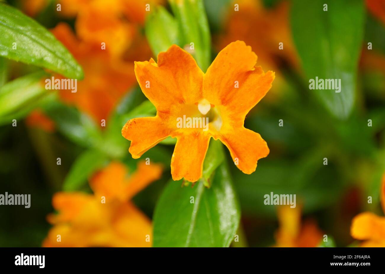 Bush monkey hires stock photography and images Alamy