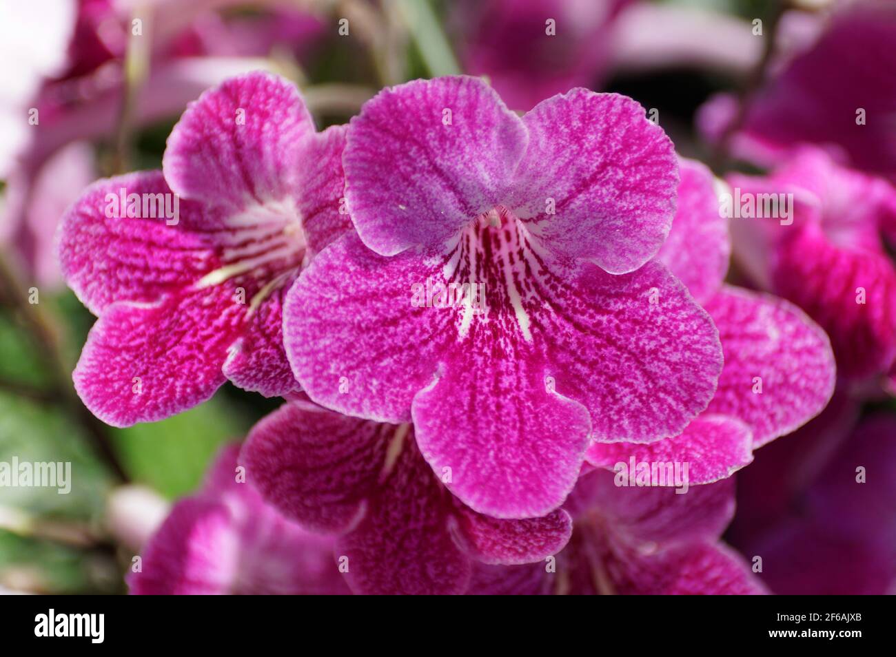The light purple color of Cape-Primrose 'Strawberry Ice' flowers Stock Photo