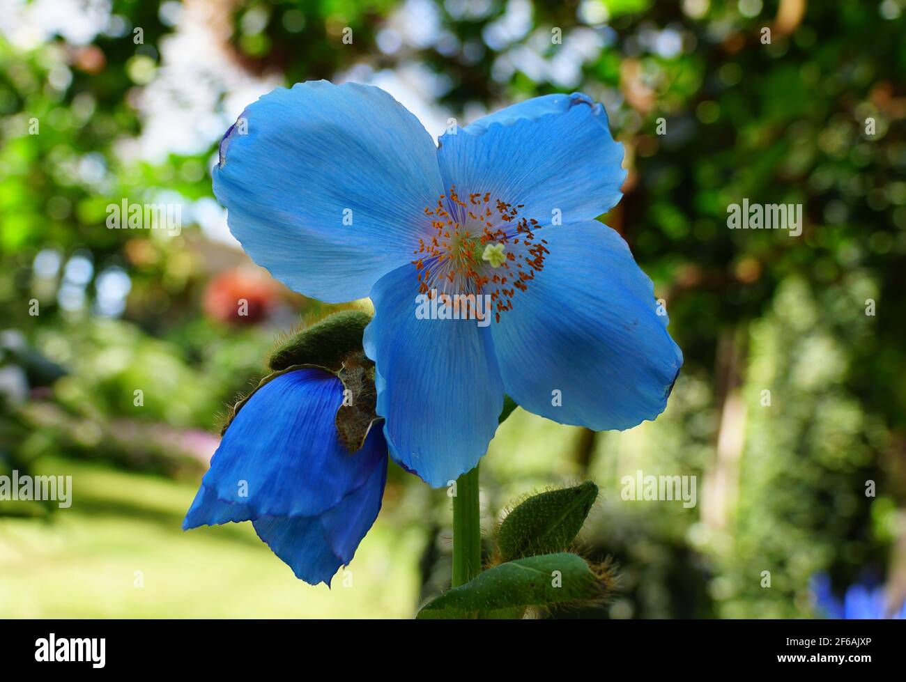 A close up of the beautiful Blue Poppy 'Lingholm' flowers Stock Photo