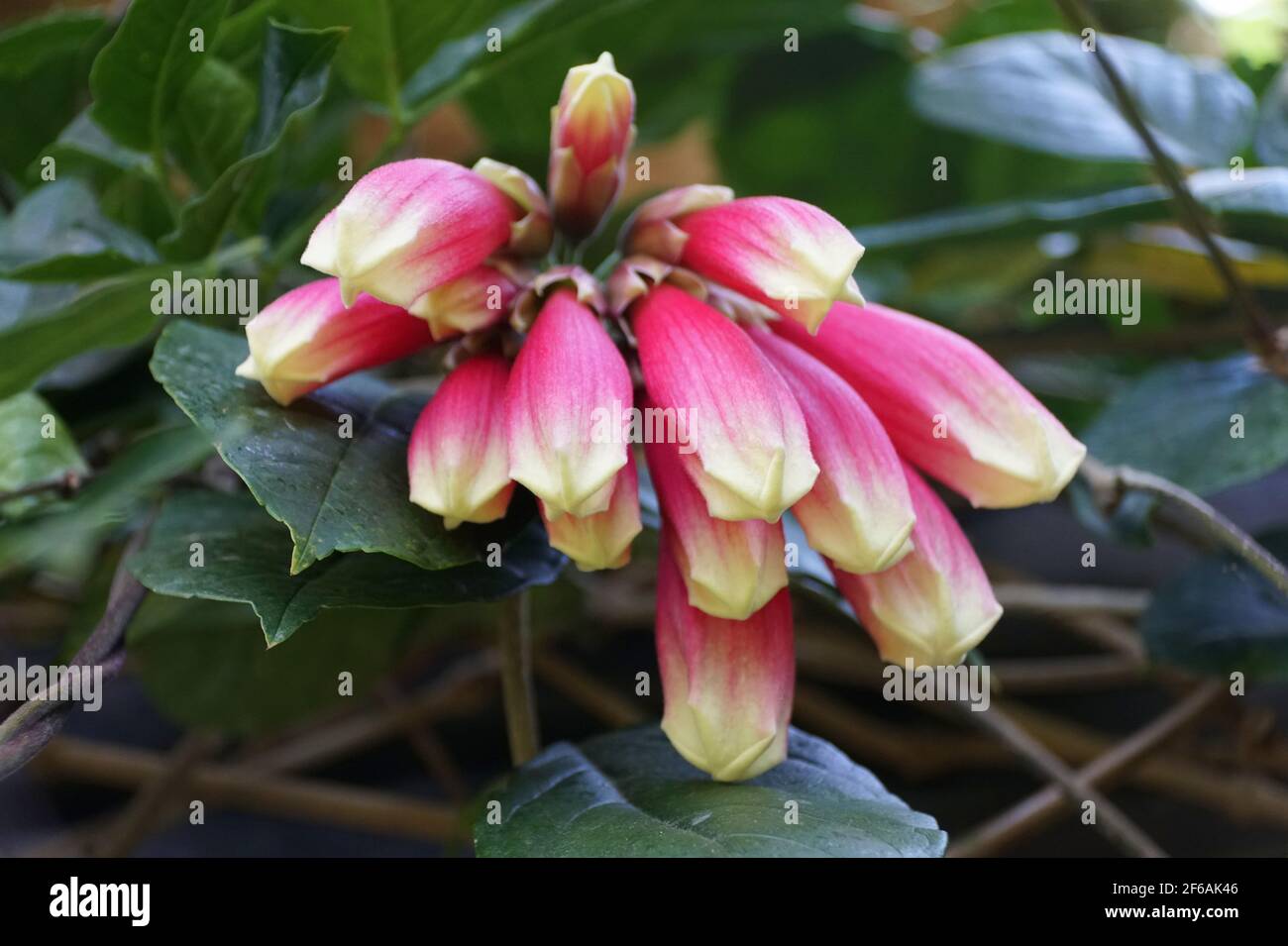 Beautiful pink cluster of Trailing Begonia flowers, also known with