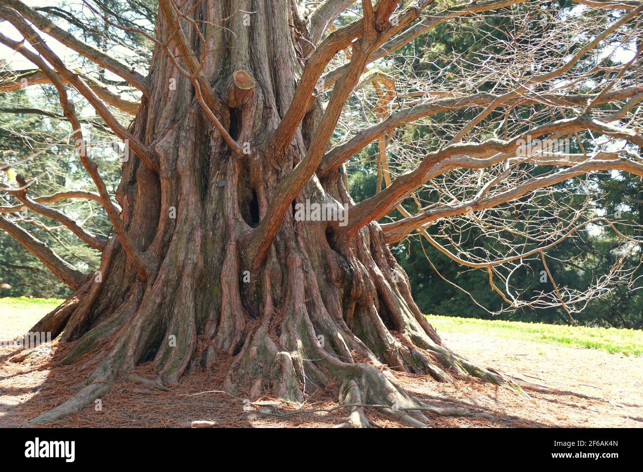 The unique bark of Dawn Redwood tree, also known as Metasequoia Stock