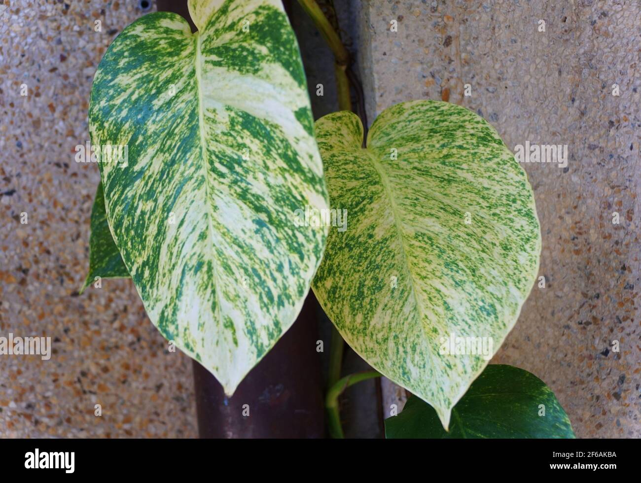Close up of two large Golden Pothos variegated leaves Stock Photo - Alamy