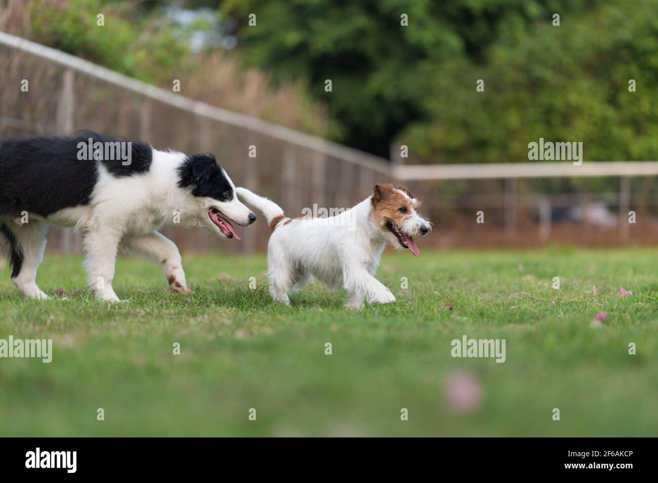 Jack russell terrier border collie hires stock photography and images