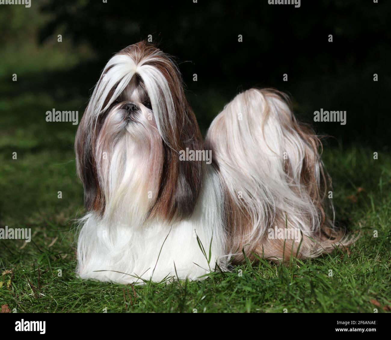Hairy shih tzu 2025