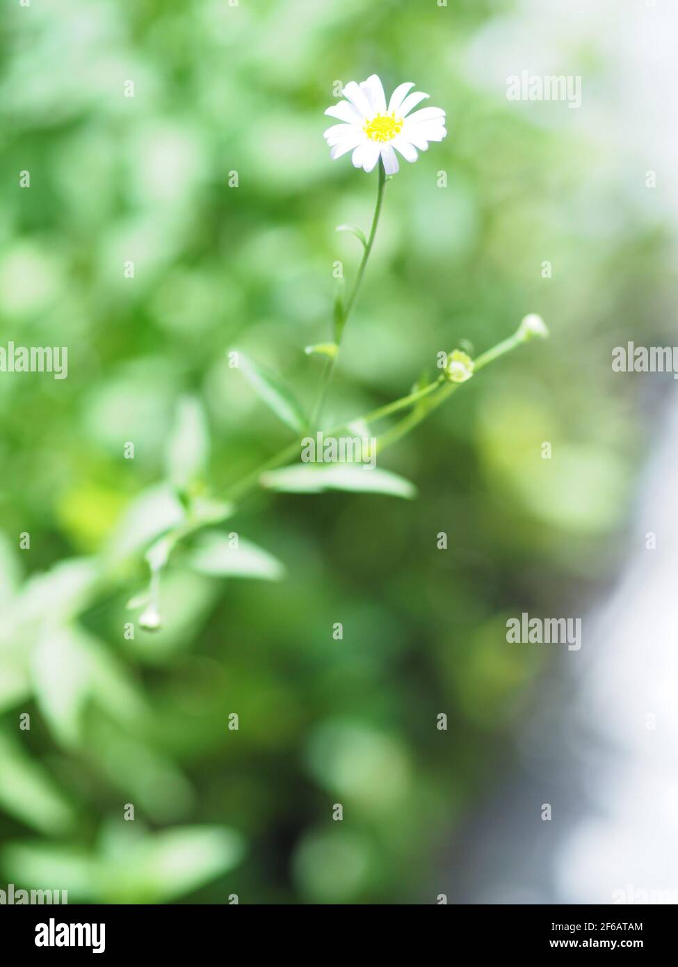 Common daisy, Bellis perennis white yellow color flower blooming in garden blurred of nature background space for copy writer Stock Photo