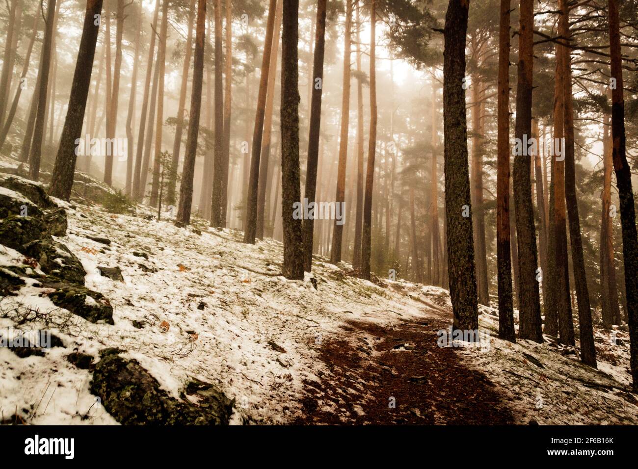 Path through a golden forest with fog and warm light. Snow in the pine forest. Mysterious scene Stock Photo