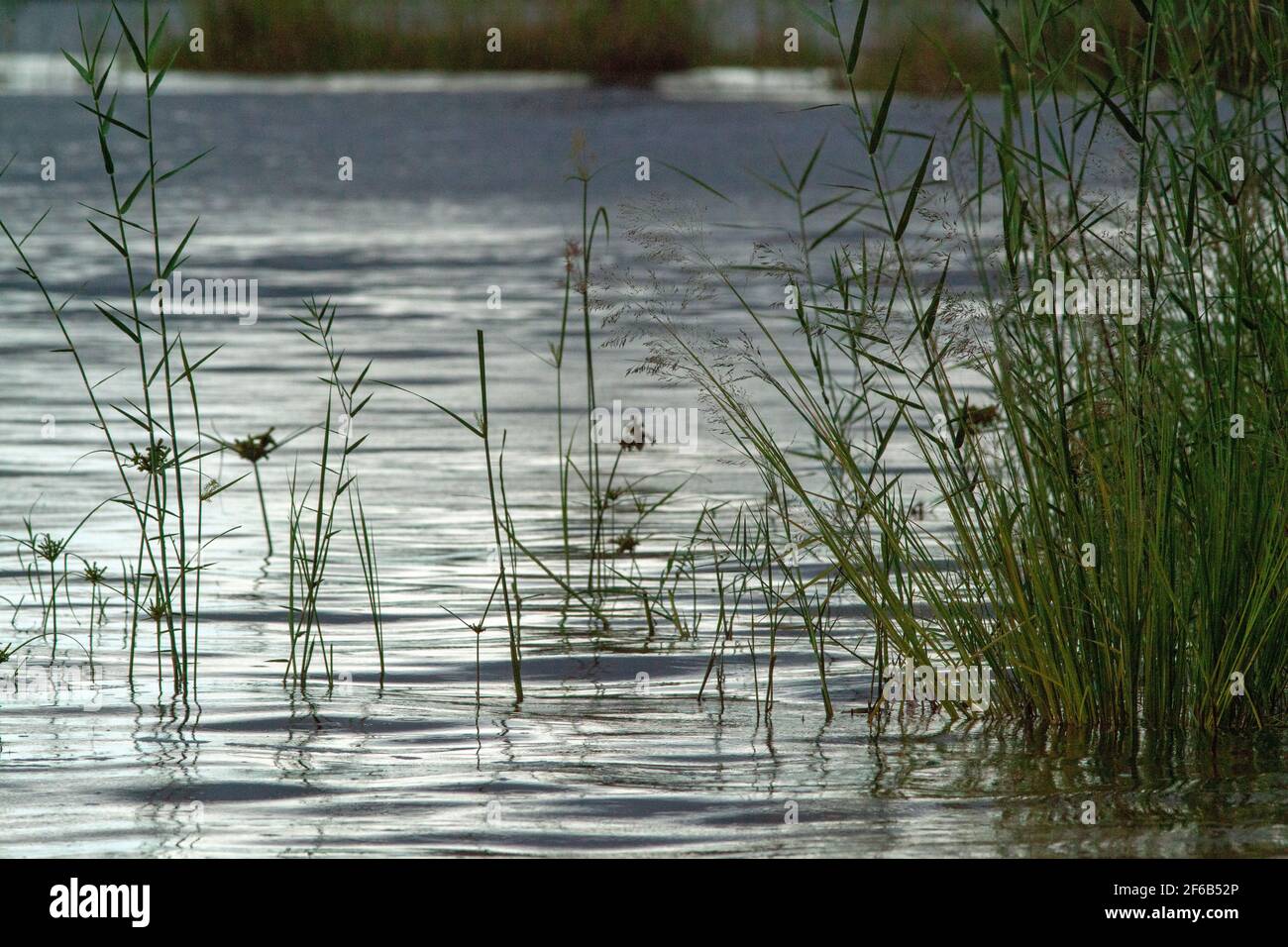 Tropical Wetlands, marginal, water’s edge vegetation. Emerging from the rippling surface of a freshwater pool. Grasses, reeds and sedges, leaves and s Stock Photo