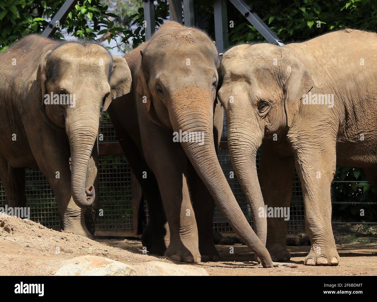Wildlife pictures hi-res stock photography and images - Alamy