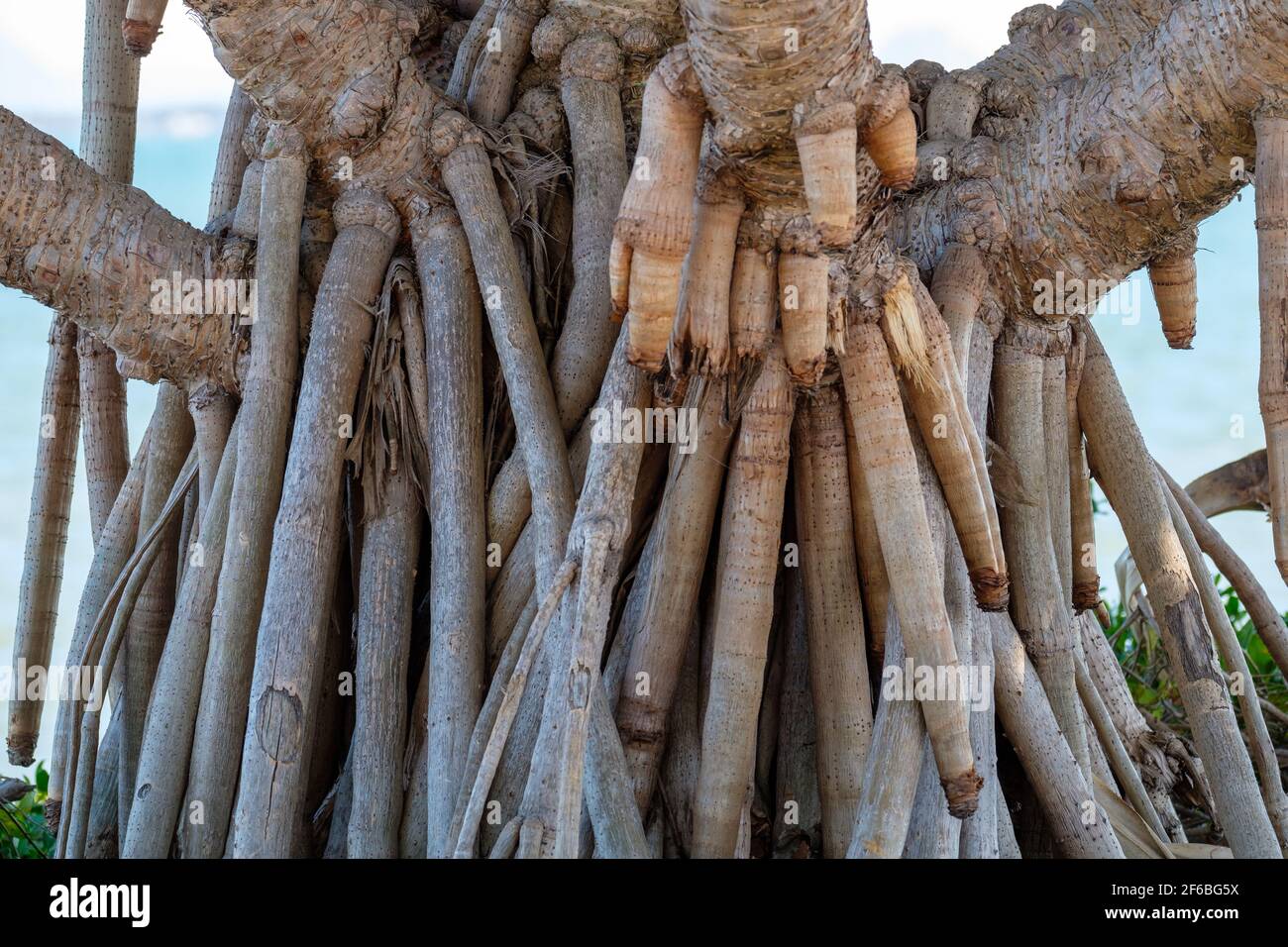 Pandanus roots hires stock photography and images Alamy