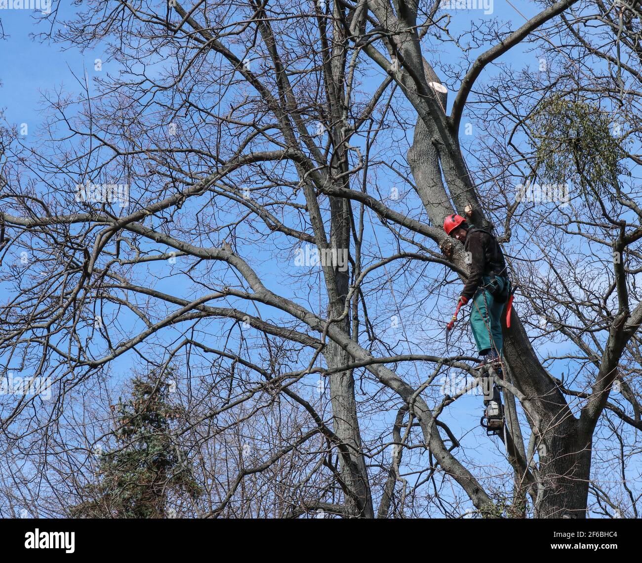 Cutting branch sitting on hires stock photography and images Alamy