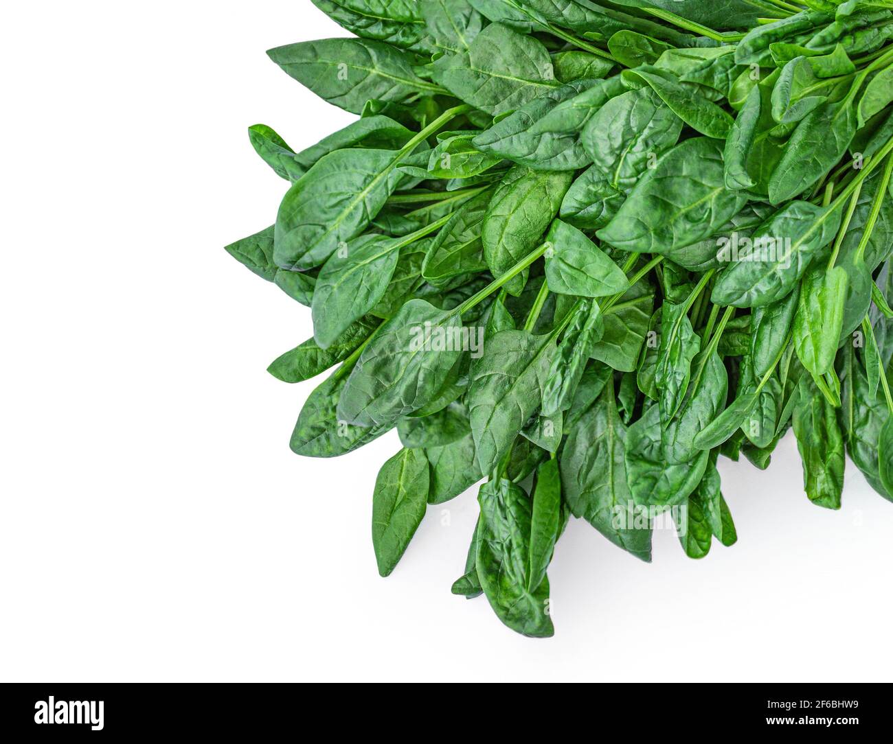 Spinach leaves isolated on white background.  Spinach border. Copyspace Stock Photo