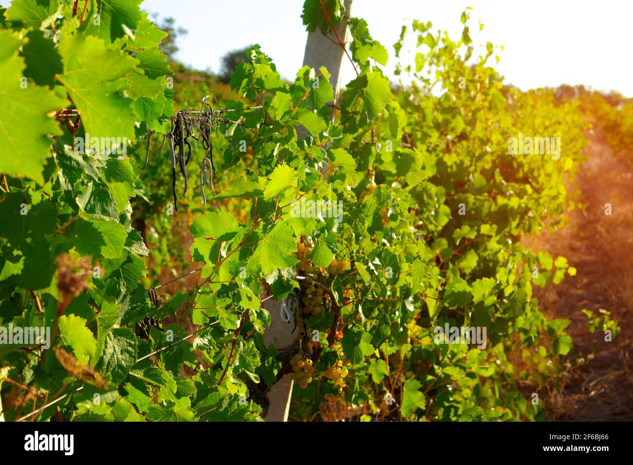 Rows of grapes growing in a vineyard Stock Photo - Alamy